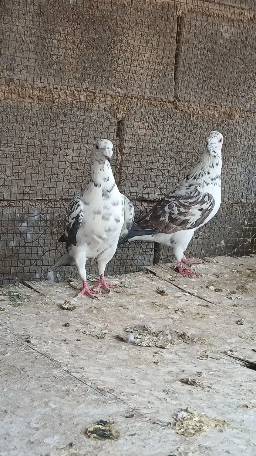 پرنده|پرنده|شیراز, حومه شیراز|دیوار