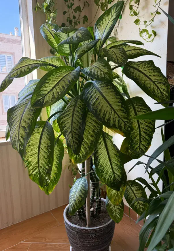 فروش گیاه دیفن باخیا بزرگ و پربرگ|گل و گیاه طبیعی|قروه, |دیوار