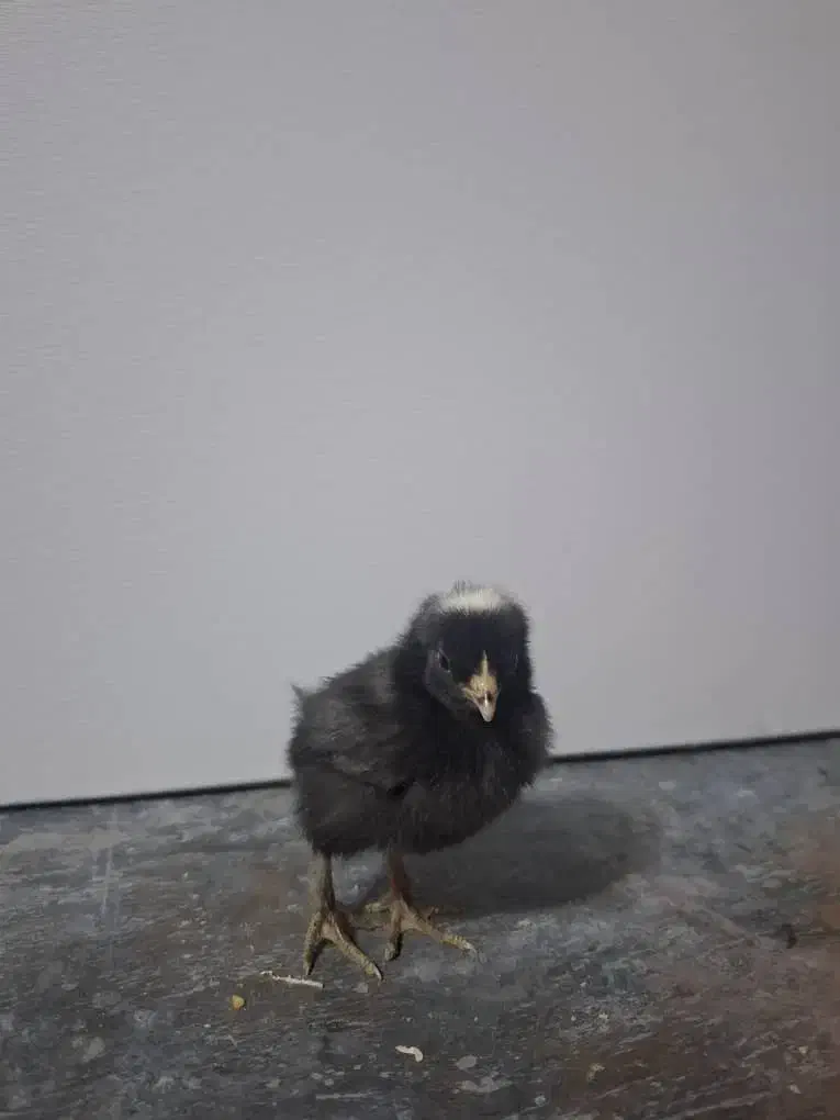 جوجه و تخم امروک یا پیامت راک اصل|حیوانات مزرعه|رشت, کوی حسینی|دیوار