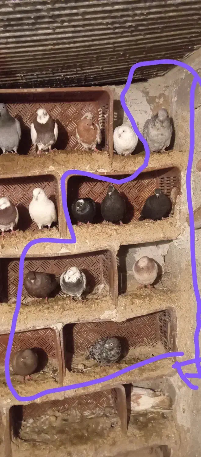 کبوتر|پرنده|ملکان, |دیوار