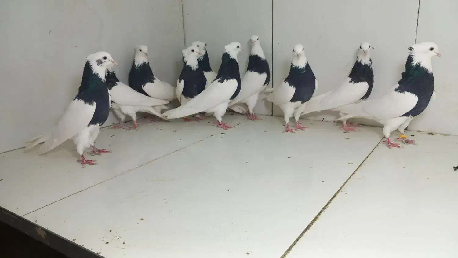 طوقی سیاه|پرنده|مشهد, عامل|دیوار