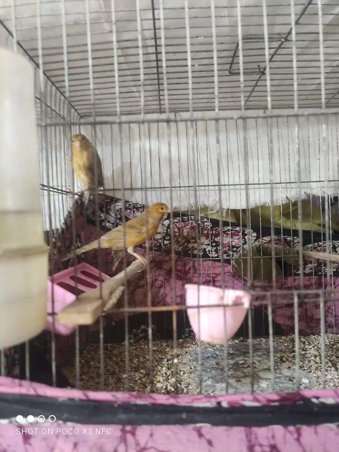 یه عدد نر دارچین سرخ|پرنده|کرمان, |دیوار