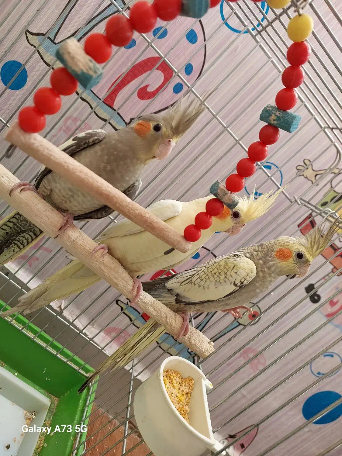 عروس هلندی خوشرنگ لوتینو مرواریدی سینامون دون خور|پرنده|اهواز, کوی جانبازان(دانش)|دیوار