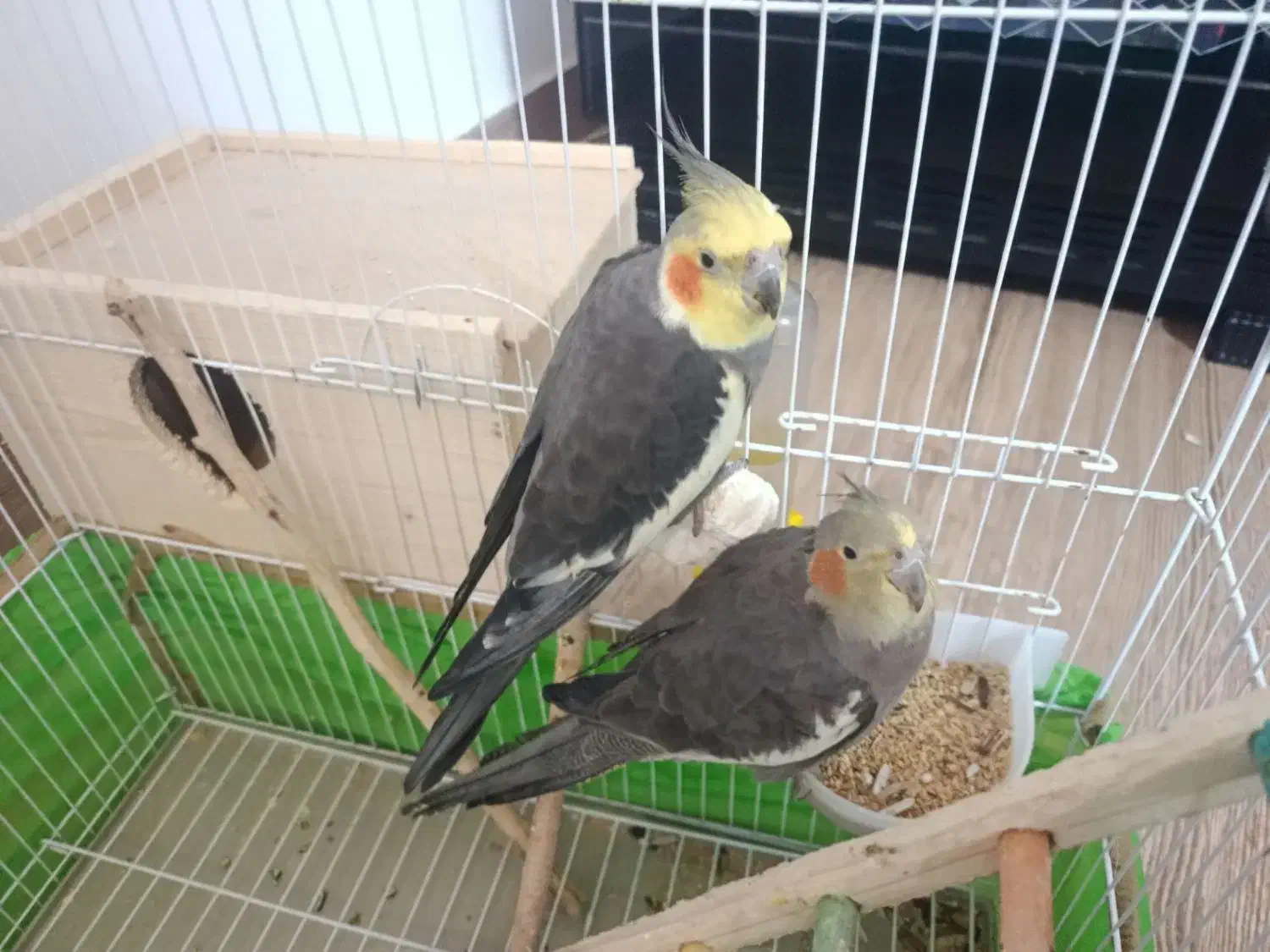 یک جفت عروس هلندی|پرنده|رضوانشهر, |دیوار