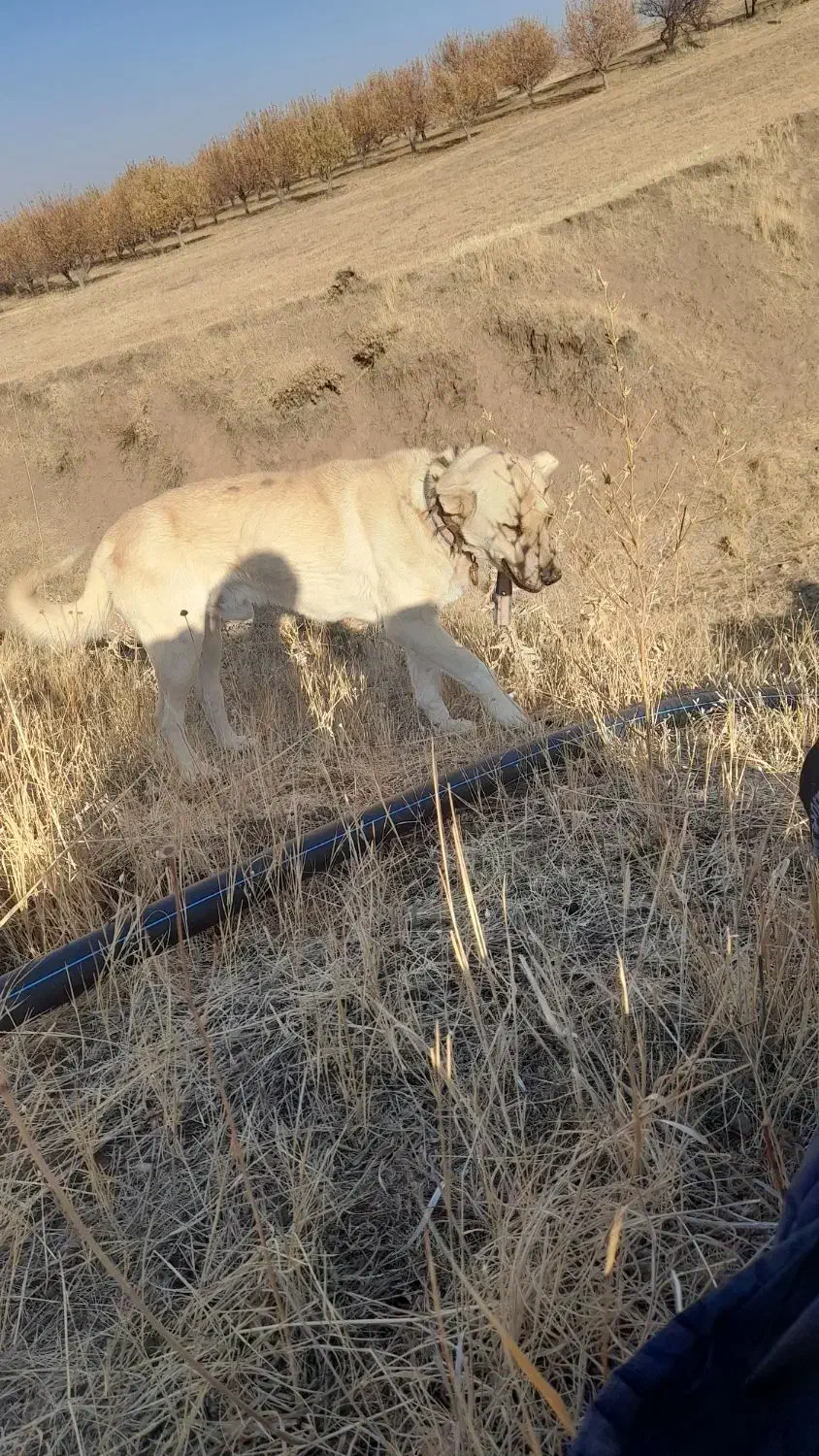 سگ گله ۳ ساله سالم سرحال فقط ۵ ملیون تومان|حیوانات مزرعه|نظر کهریزی, |دیوار