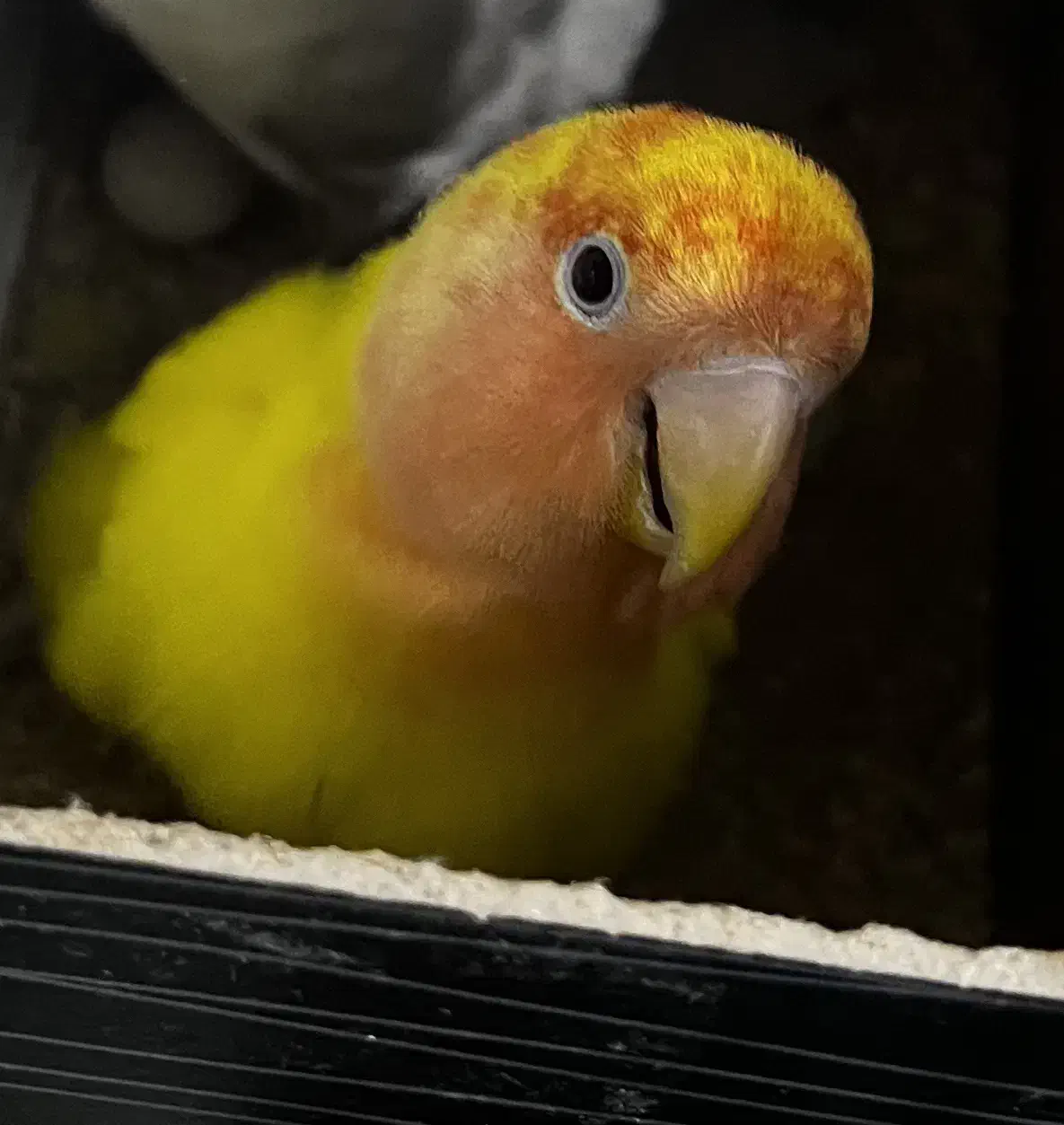 جفت برزیلی اوپال اهلی با تخم تظمینی شماره در اگهی|پرنده|ارومیه, |دیوار