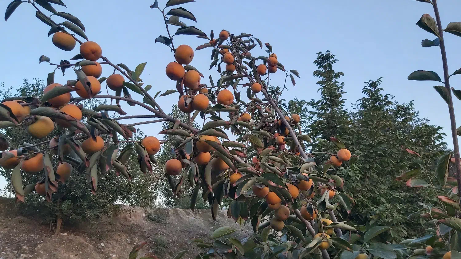 فروش خرمالو سردرختی|عمده‌فروشی|کردکوی, |دیوار