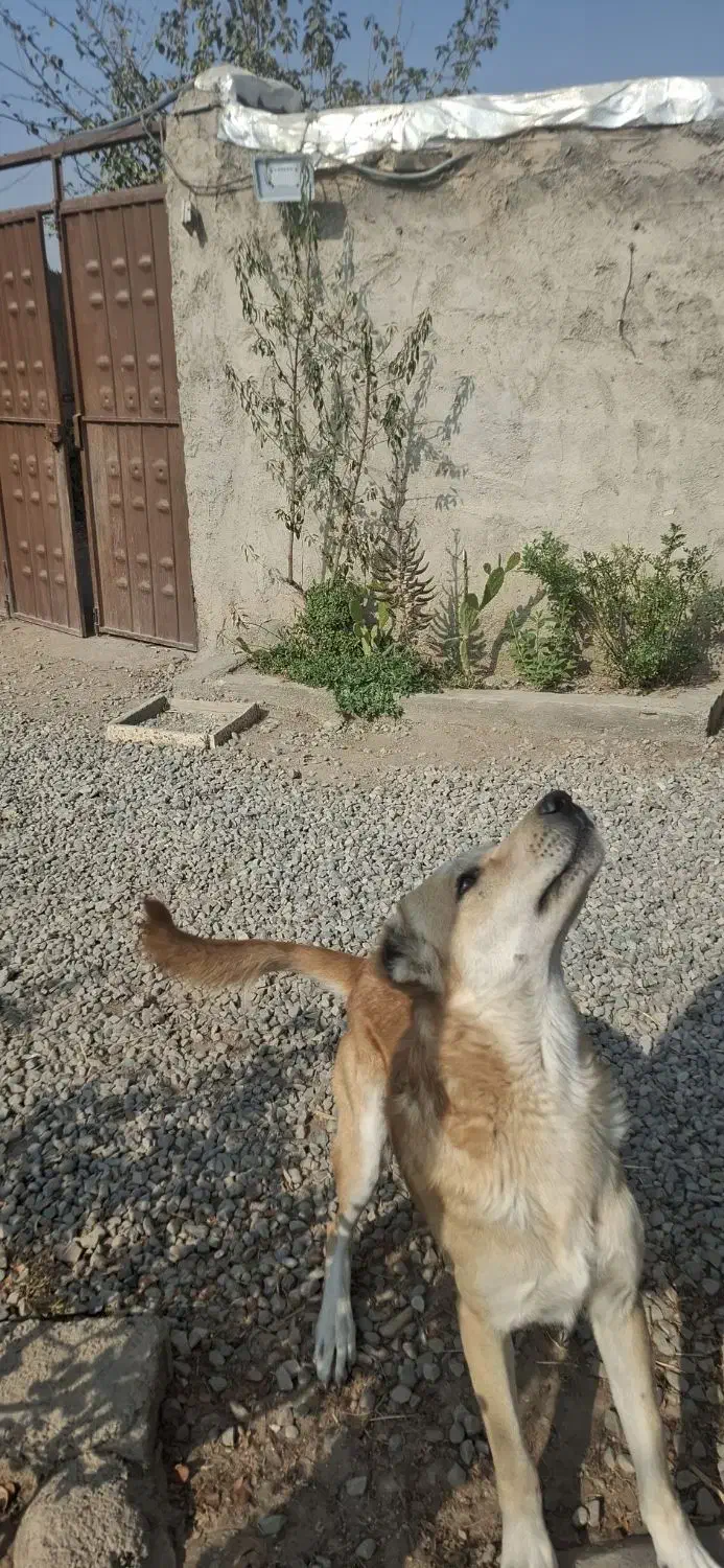 فروش سگ سرابی اصیل|سگ|پاکدشت, پاکدشت (مامازند)|دیوار