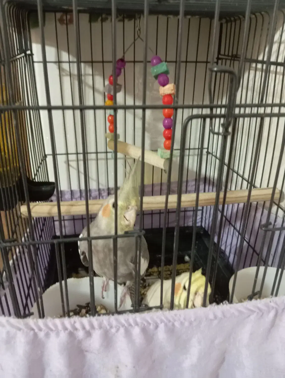 عروس دستی ونر وحشی|پرنده|قدس, شهرقدس|دیوار