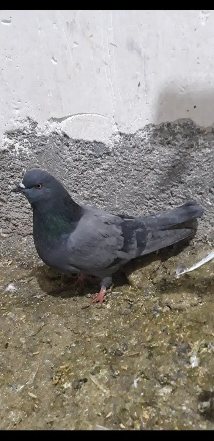 کبوترای اصیل قیمت تومتن نوشتم بخانید|پرنده|هشتگرد, ینگی امام|دیوار
