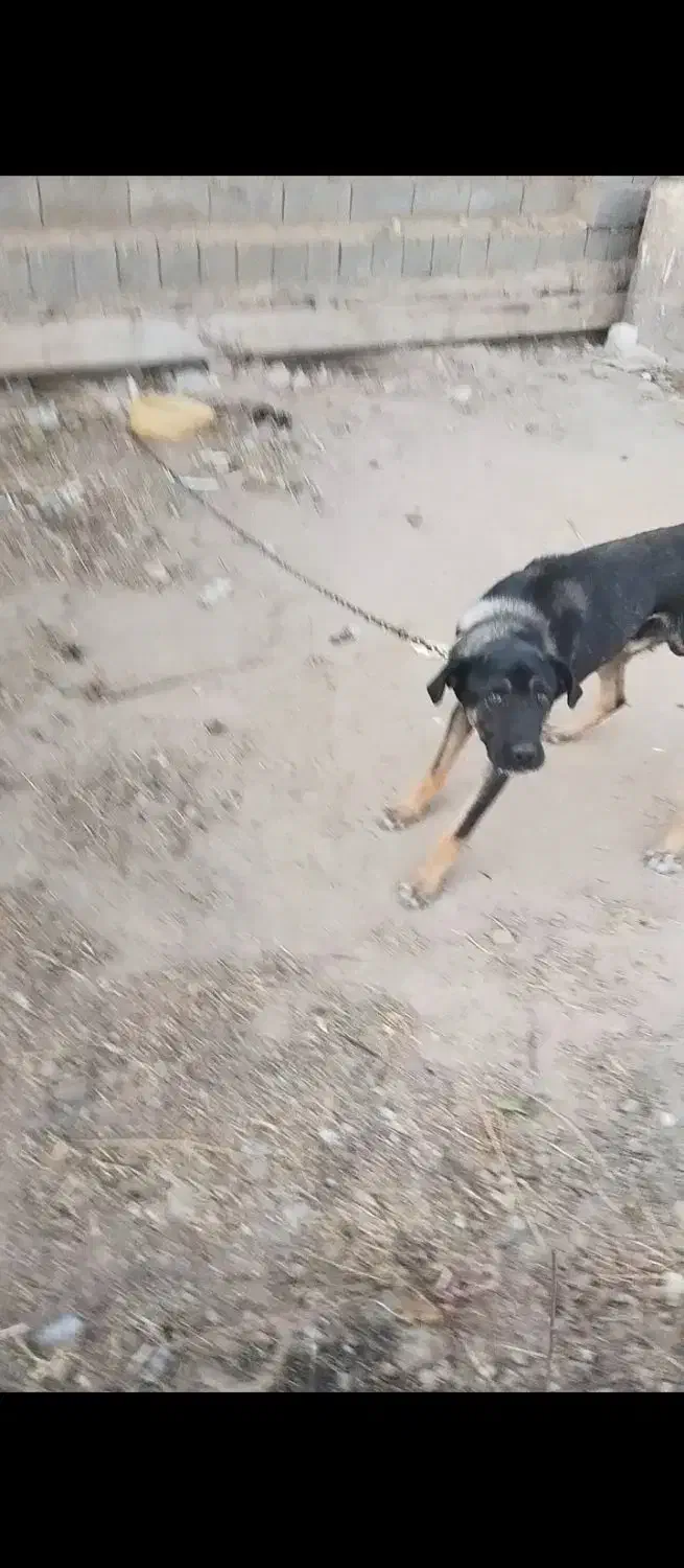 سگ عراقی|سگ|چهاربرج, |دیوار