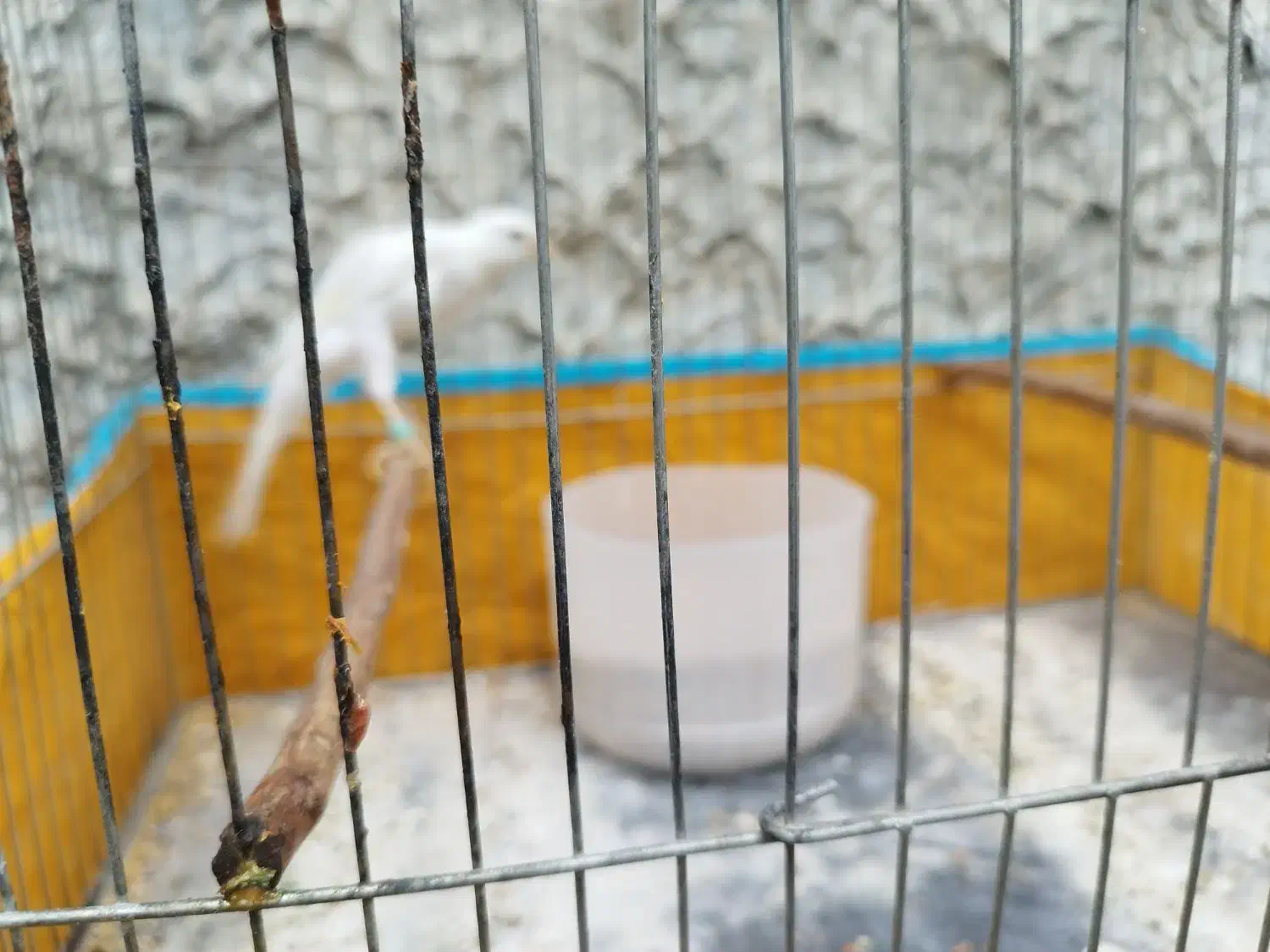 قناری جفت جوجه مهست|پرنده|اهواز, نیوساید|دیوار