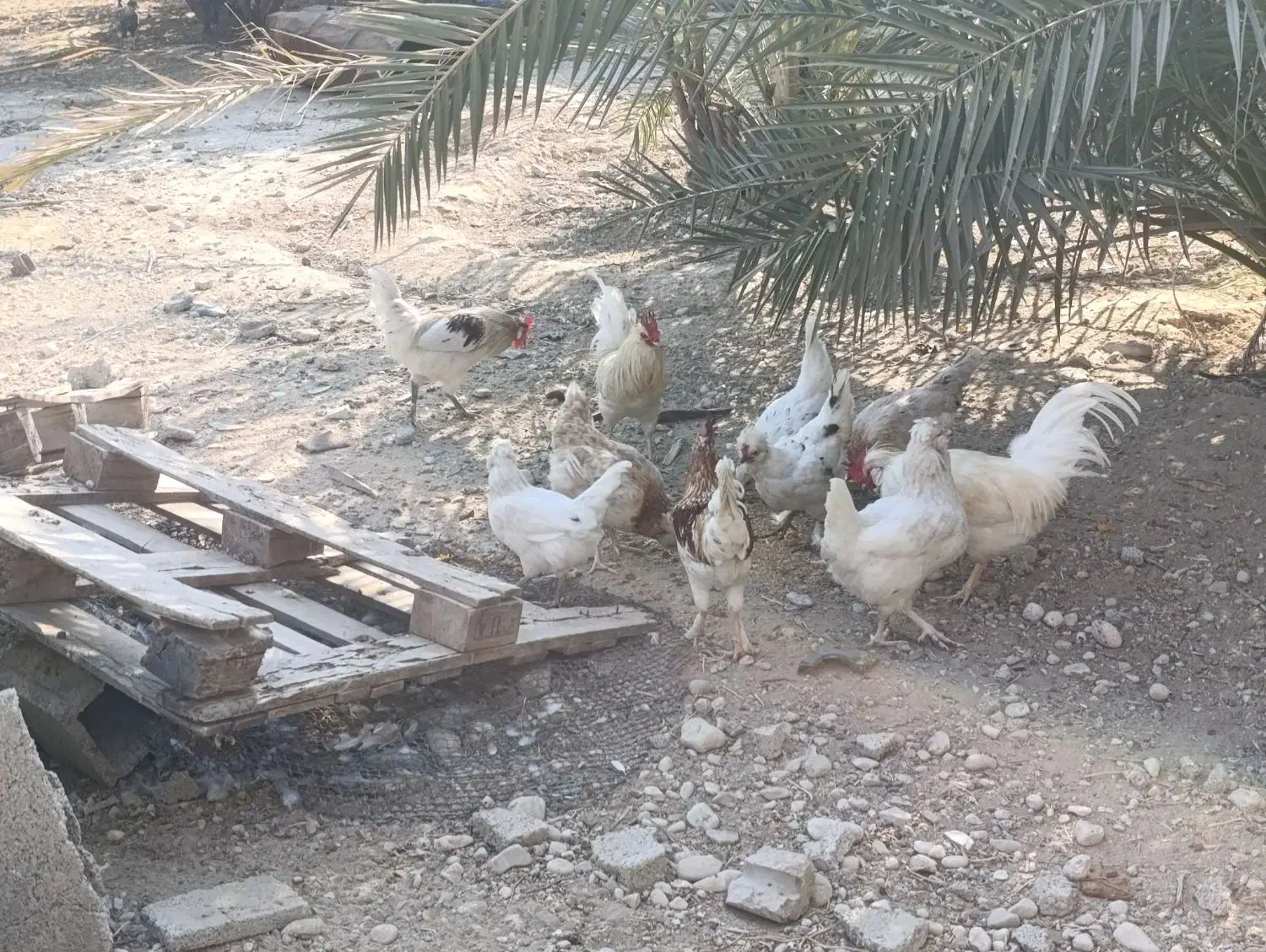 مرغ و خروس محلی|حیوانات مزرعه|اهرم, |دیوار