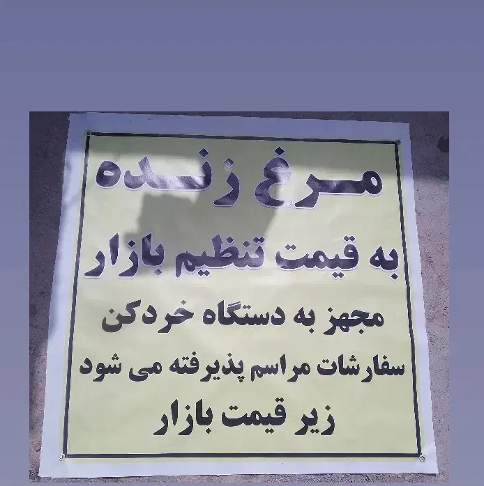 مرغ زنده|حیوانات مزرعه|ایرانشهر, |دیوار