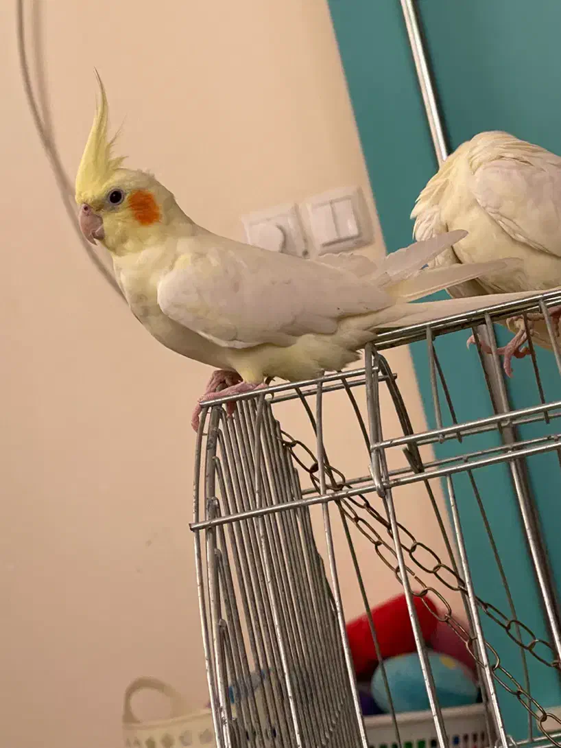 یک جفت‌ عروس|پرنده|قم, دورشهر|دیوار