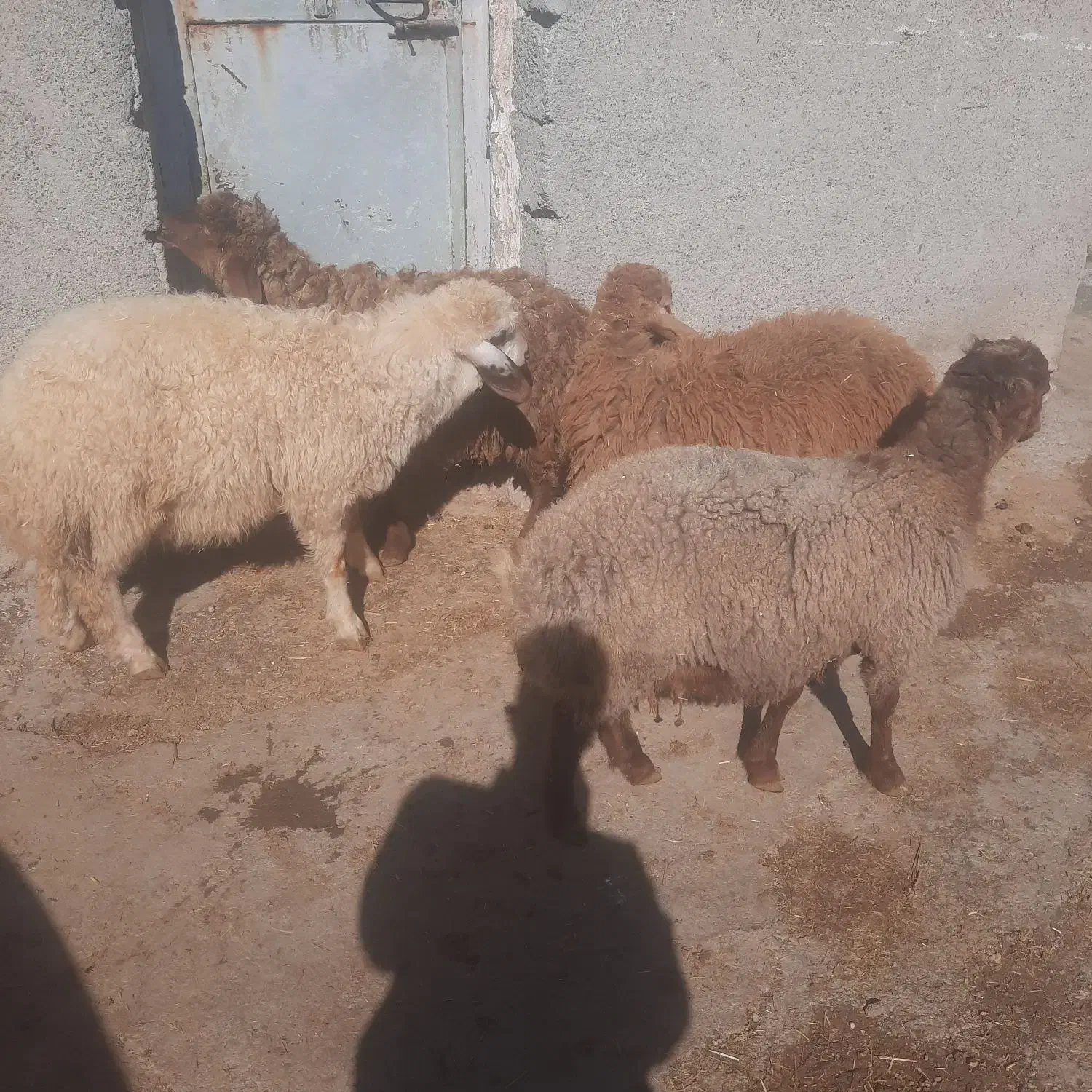 بره گوسفند بز|حیوانات مزرعه|کرمانشاه, |دیوار