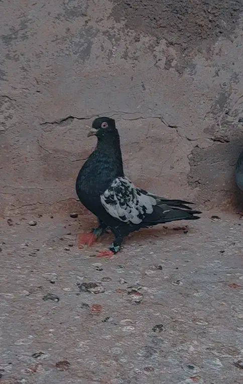 کفتر سینه ای|پرنده|مهریز, |دیوار