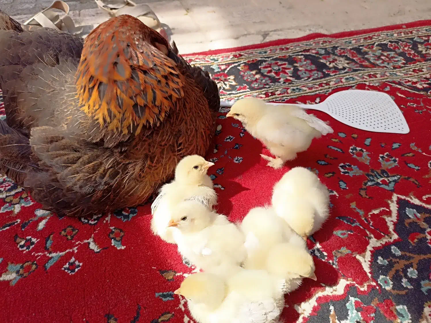 مرغ تخمگذار|حیوانات مزرعه|مشهد, شهید هاشمی نژاد|دیوار