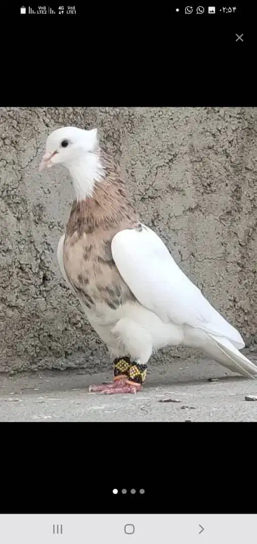 طوقی|پرنده|مبارکه, |دیوار