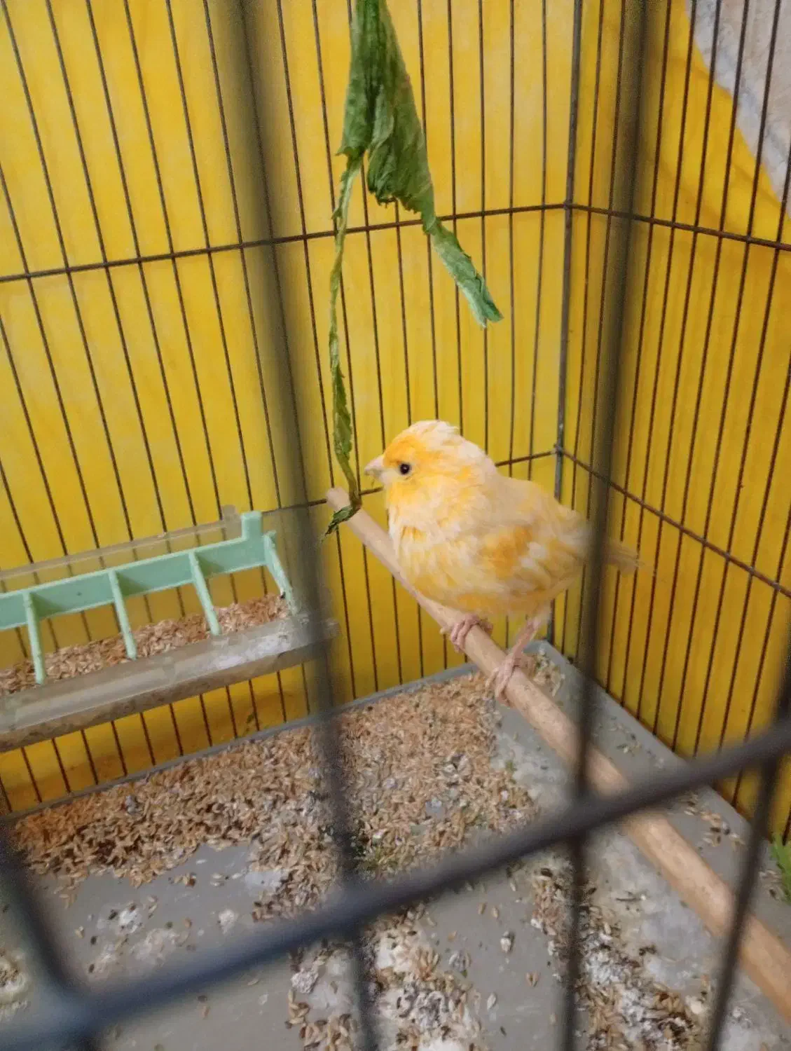 قناری پرتغالی نر|پرنده|الوند, |دیوار