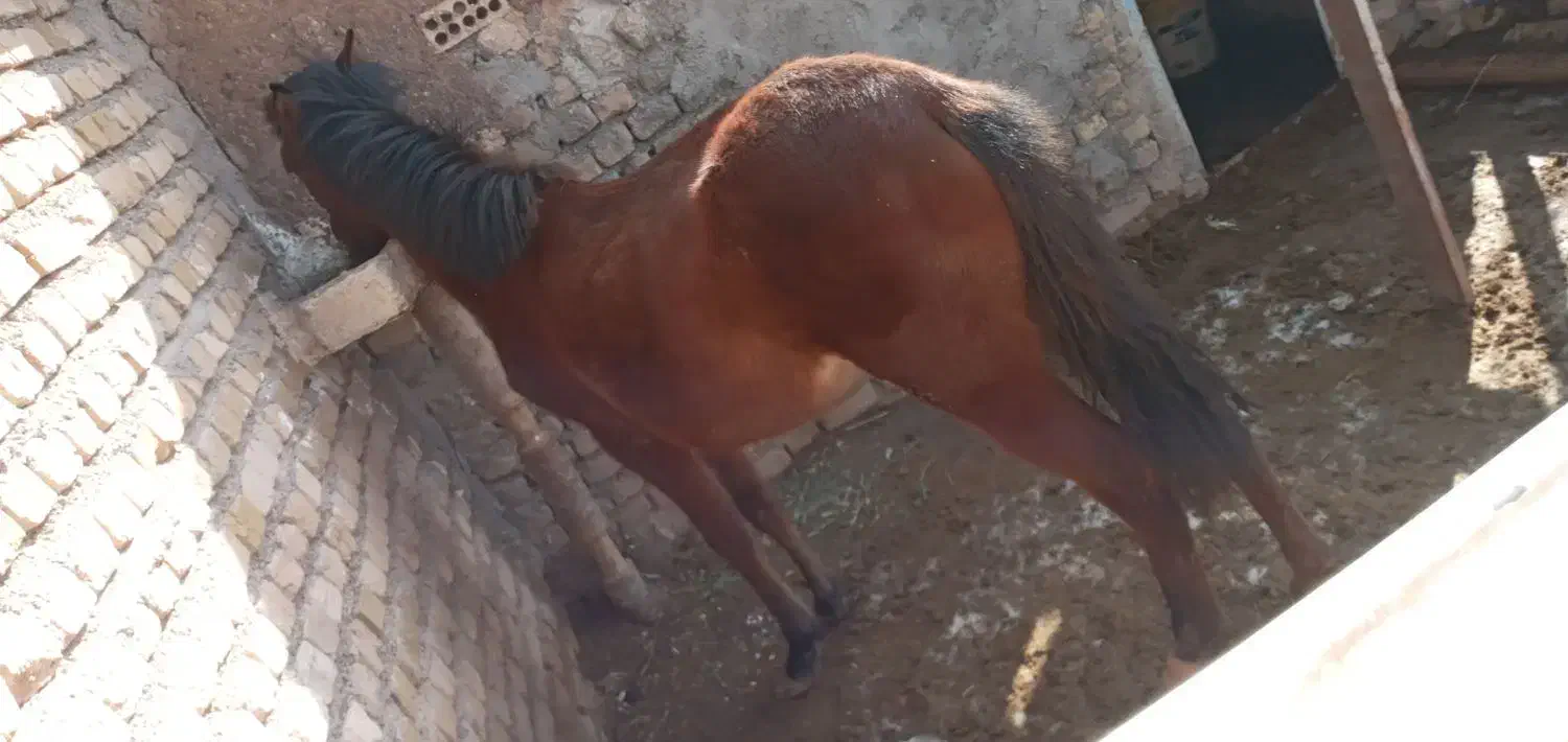 کره اسب|اسب و تجهیزات اسبسواری|تاکستان, |دیوار