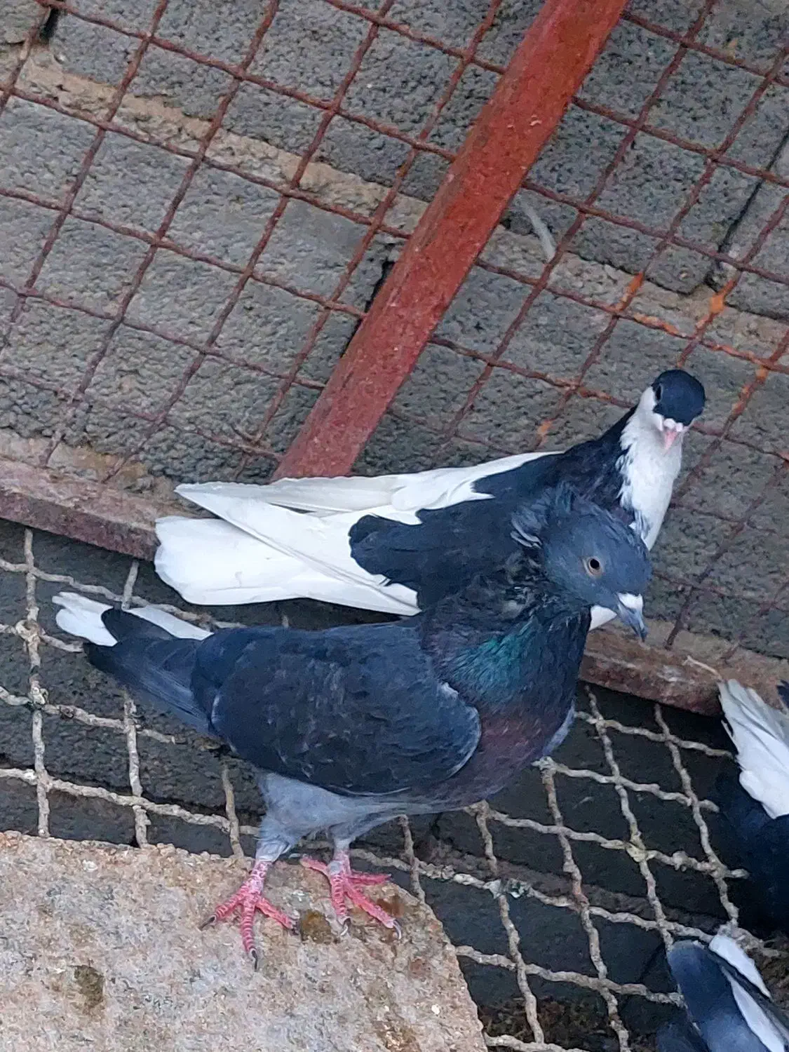 تعداد کبوتر روهمی ...قیمت مناسب|پرنده|بافق, |دیوار