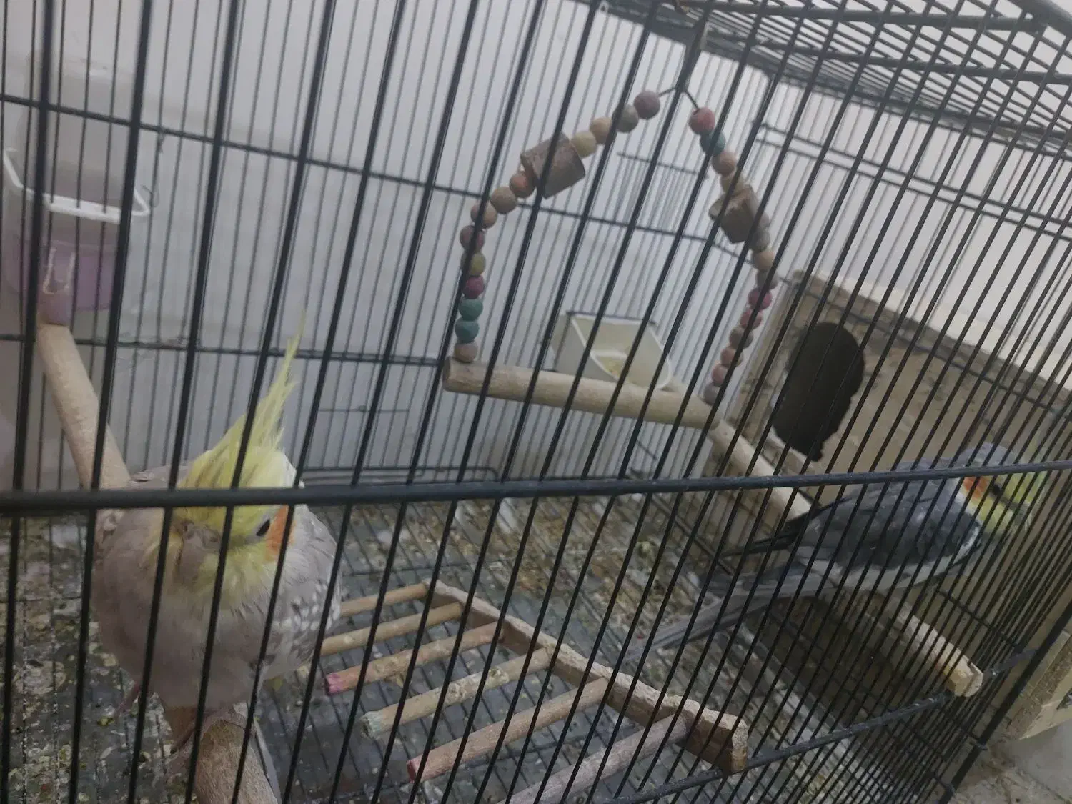 عروس هلندی|پرنده|شیراز, کوشک میدان|دیوار