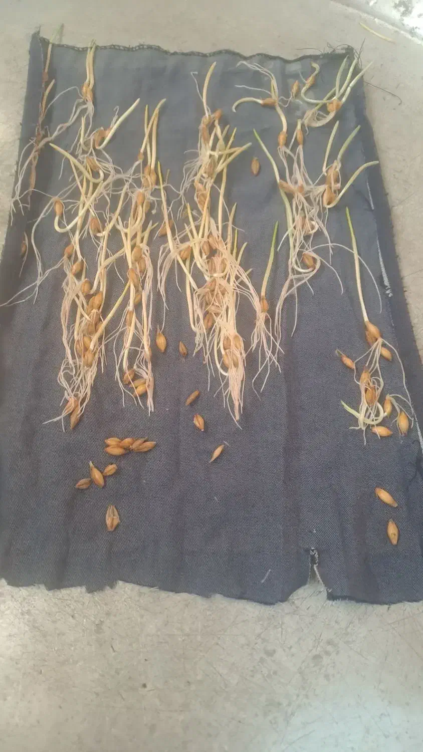 جوی بذری ال بی ۶پر سنواتی تست شده|گل و گیاه طبیعی|گنبد کاووس, |دیوار