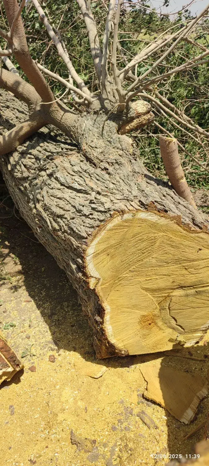 خرید انواع درخت و چوب|خدمات باغبانی و درختکاری|قزوین, |دیوار