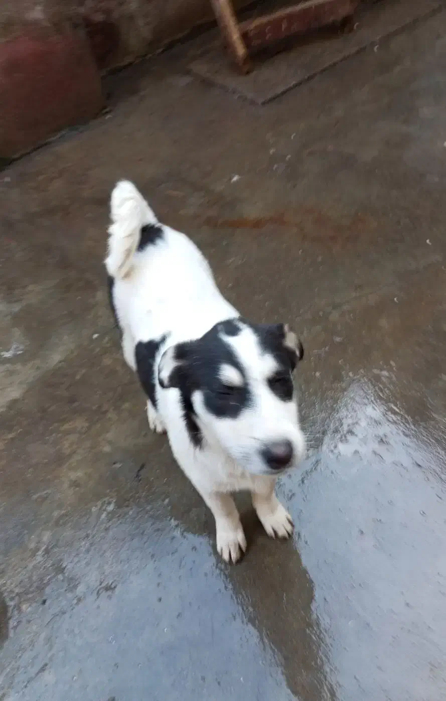 سگ ماده نژاد بومی واگذاری به شرط واکسن|سگ|رودسر, |دیوار