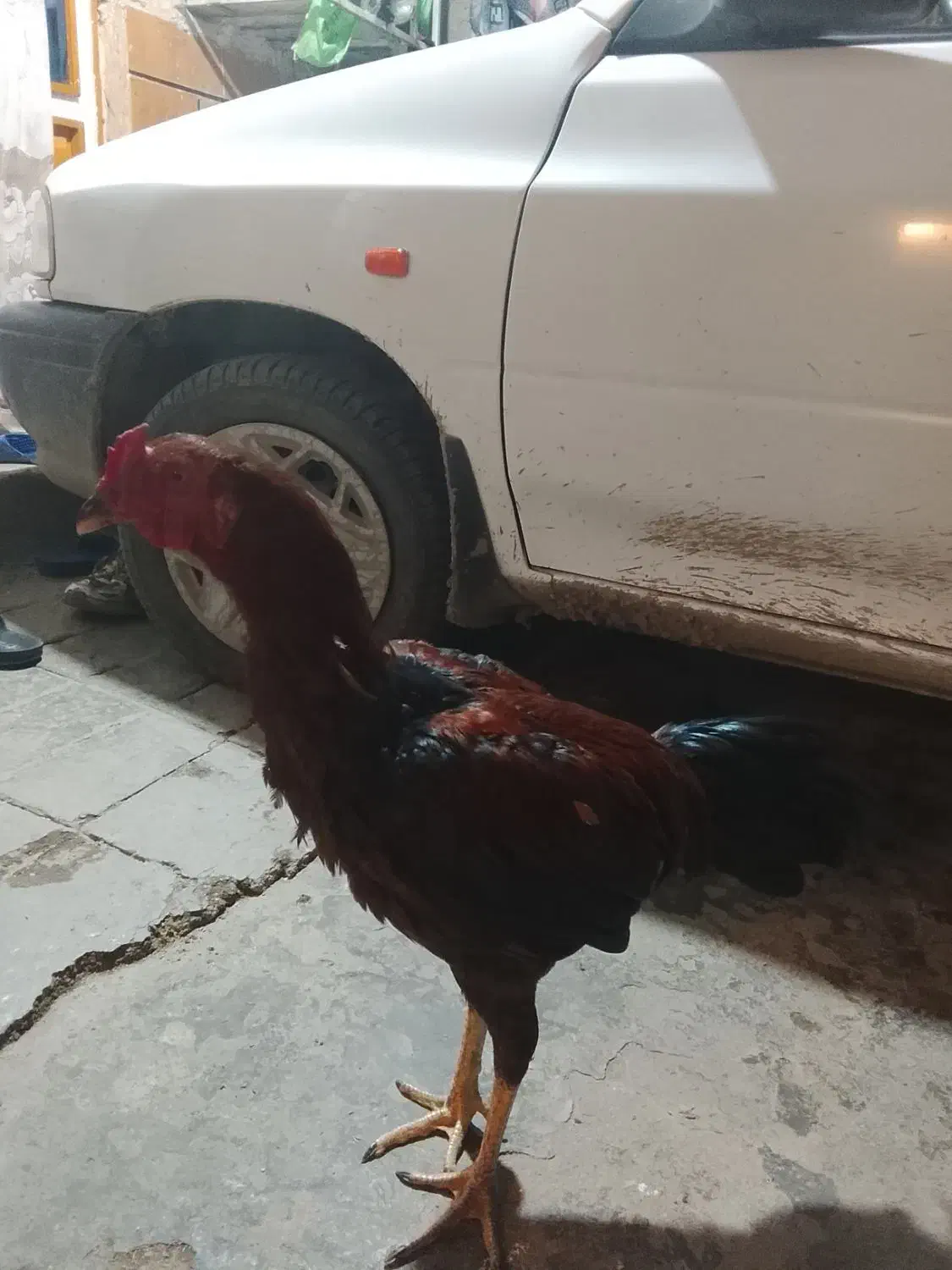 خروس لاری|حیوانات مزرعه|نگین شهر, |دیوار