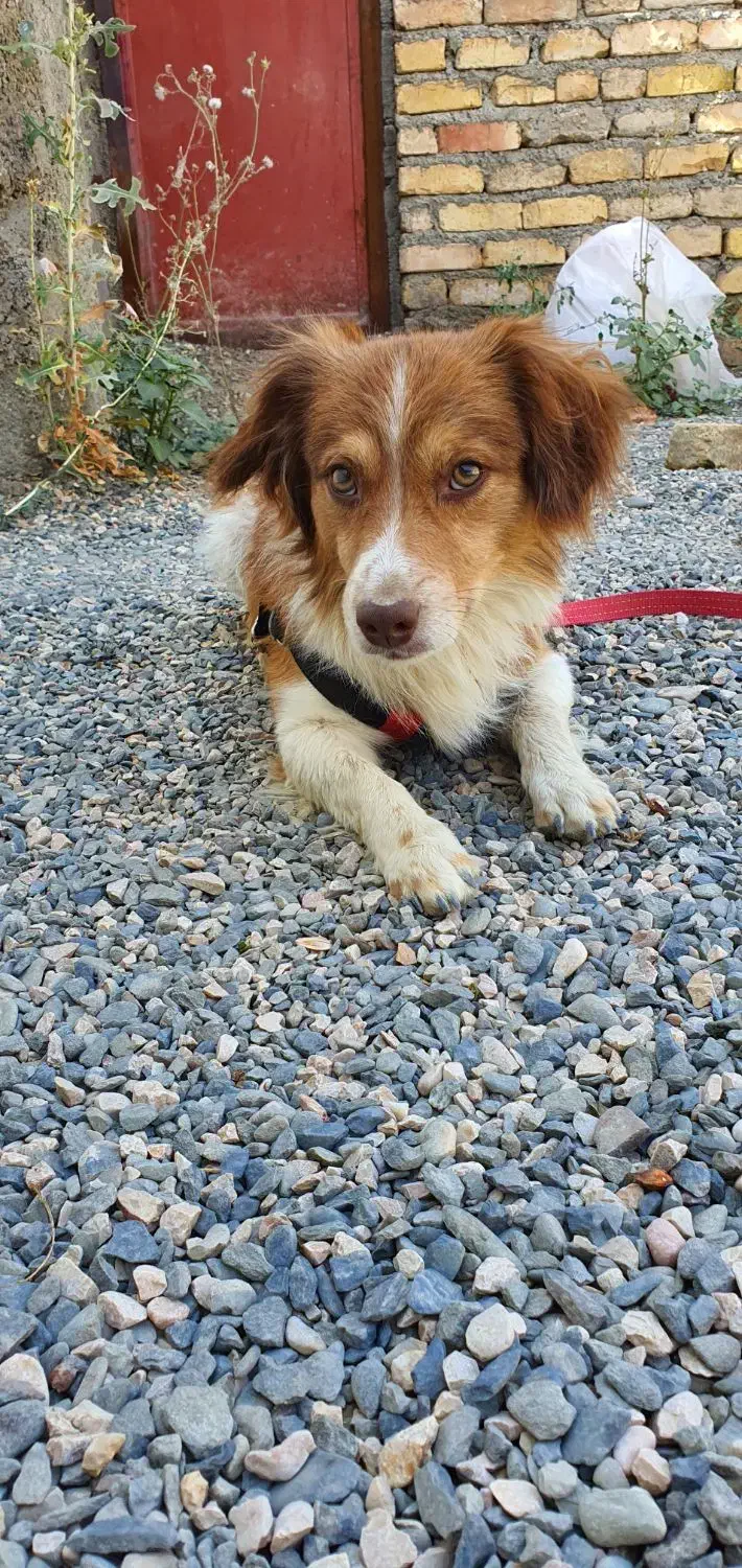 سگ گمشده|حیوانات|چناران, |دیوار