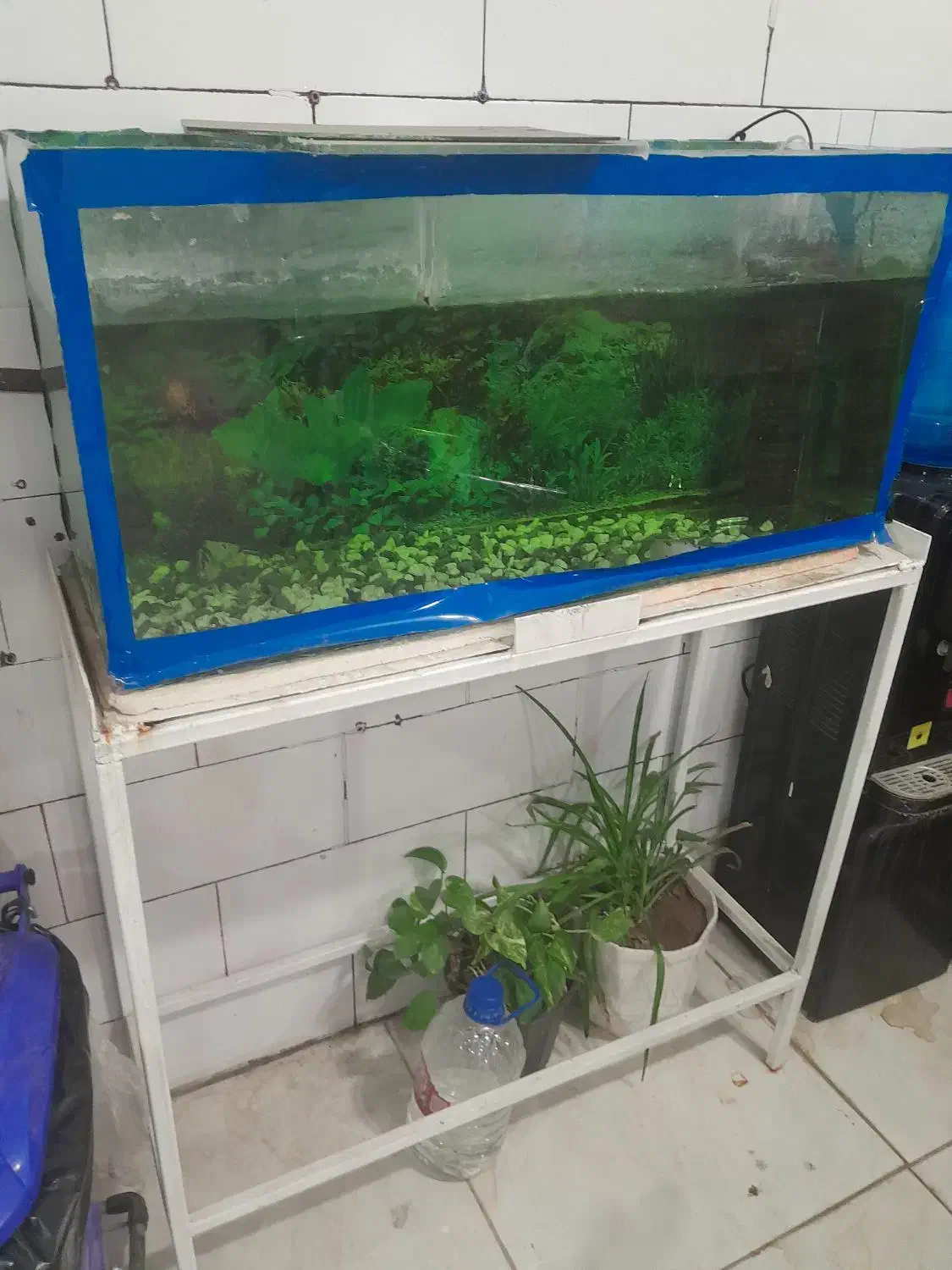 آکواریوم با تمامی لوازم|ماهی|جیرفت, |دیوار