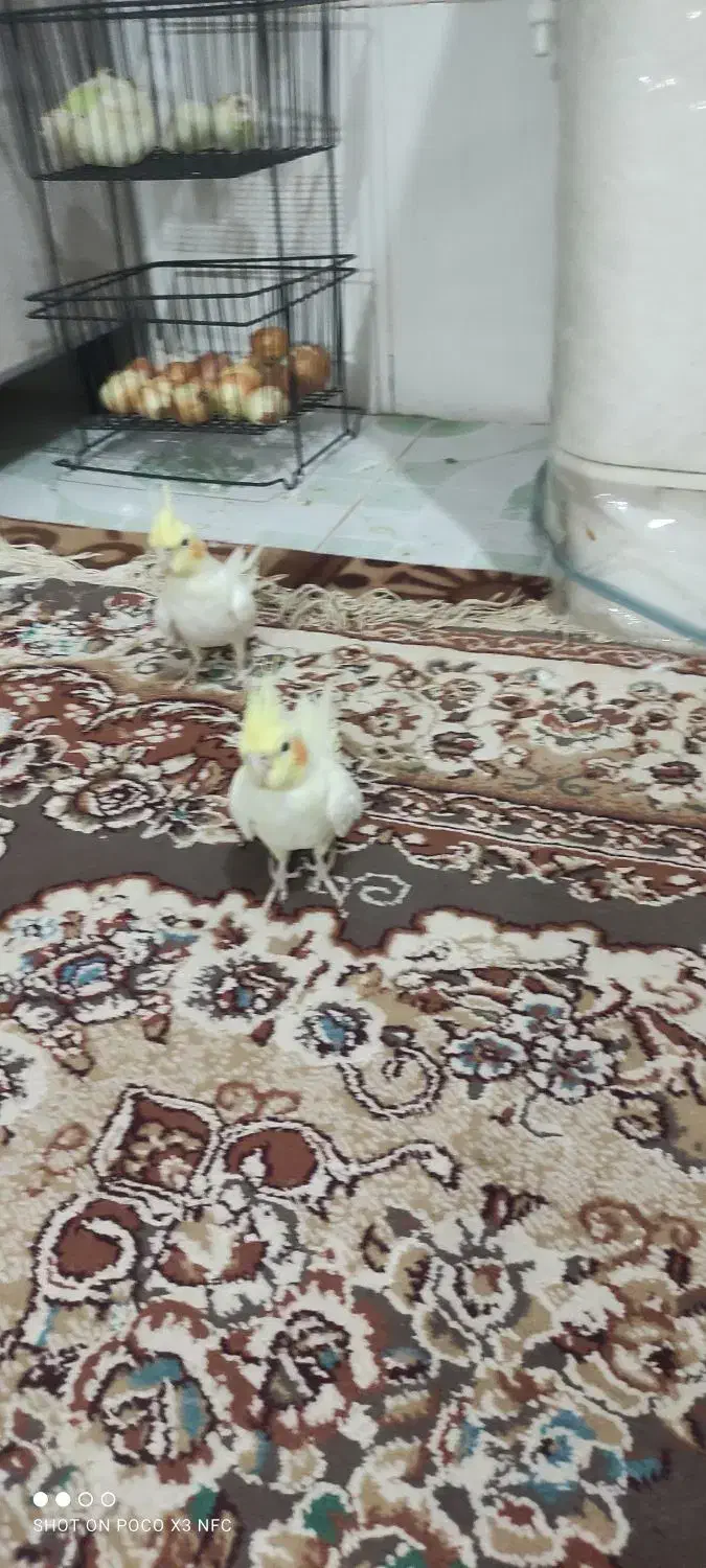 عروس هلندی|پرنده|زهک, |دیوار