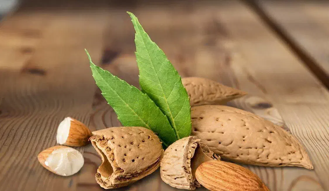 پیشفروش نهال ریشه لخت و گلدانی بادام شاهرودی|خدمات باغبانی و درختکاری|هفدر, |دیوار