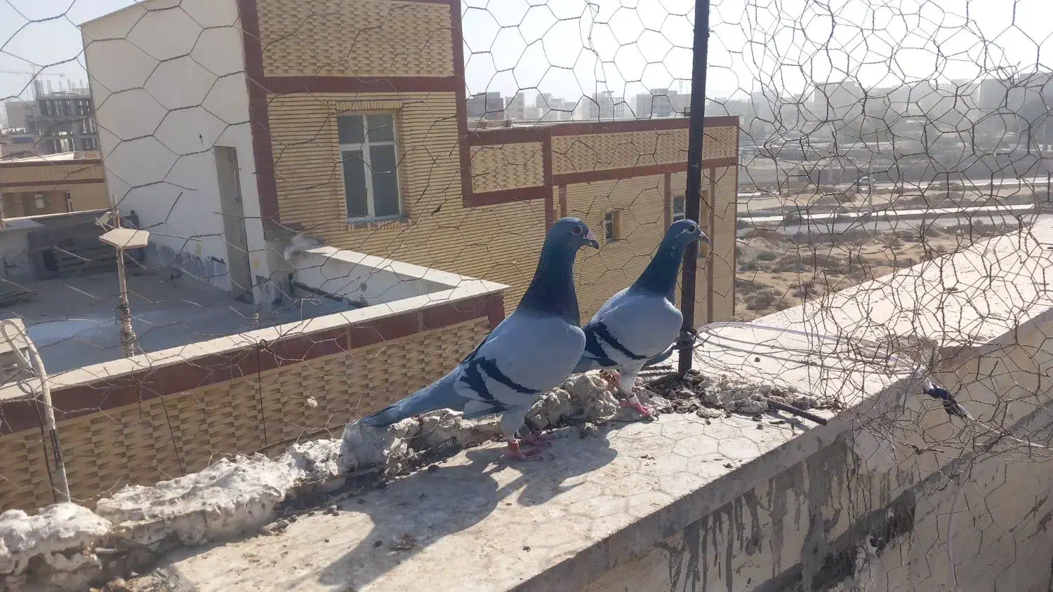 چند جفت مسافتی فروشی|پرنده|چابهار, |دیوار