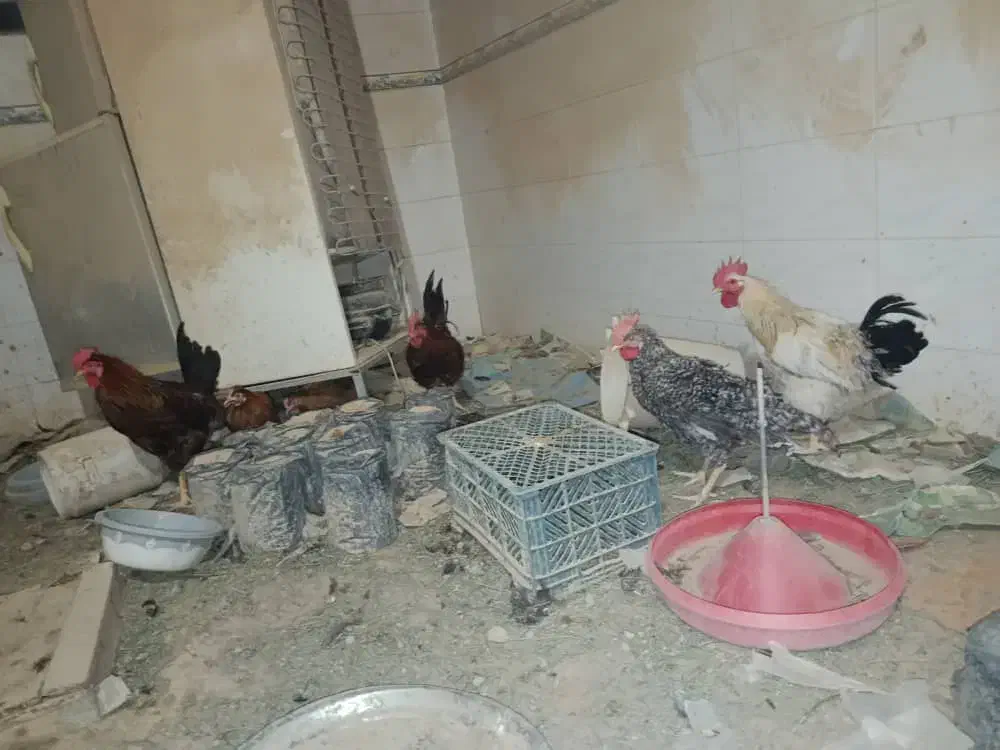 مرغتخم گزار و خروس|حیوانات مزرعه|جنت, |دیوار