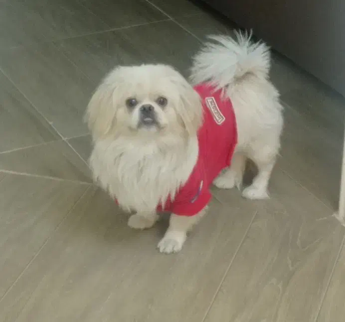 سگ گمشده|حیوانات|تبریز, |دیوار