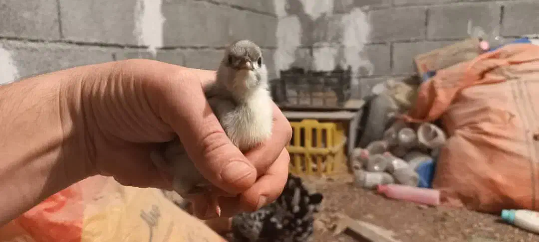 فروش تعدادی جوجه گلین طوسی وسیاه خال سوزنی زیرمرغی|حیوانات مزرعه|برازجان, |دیوار