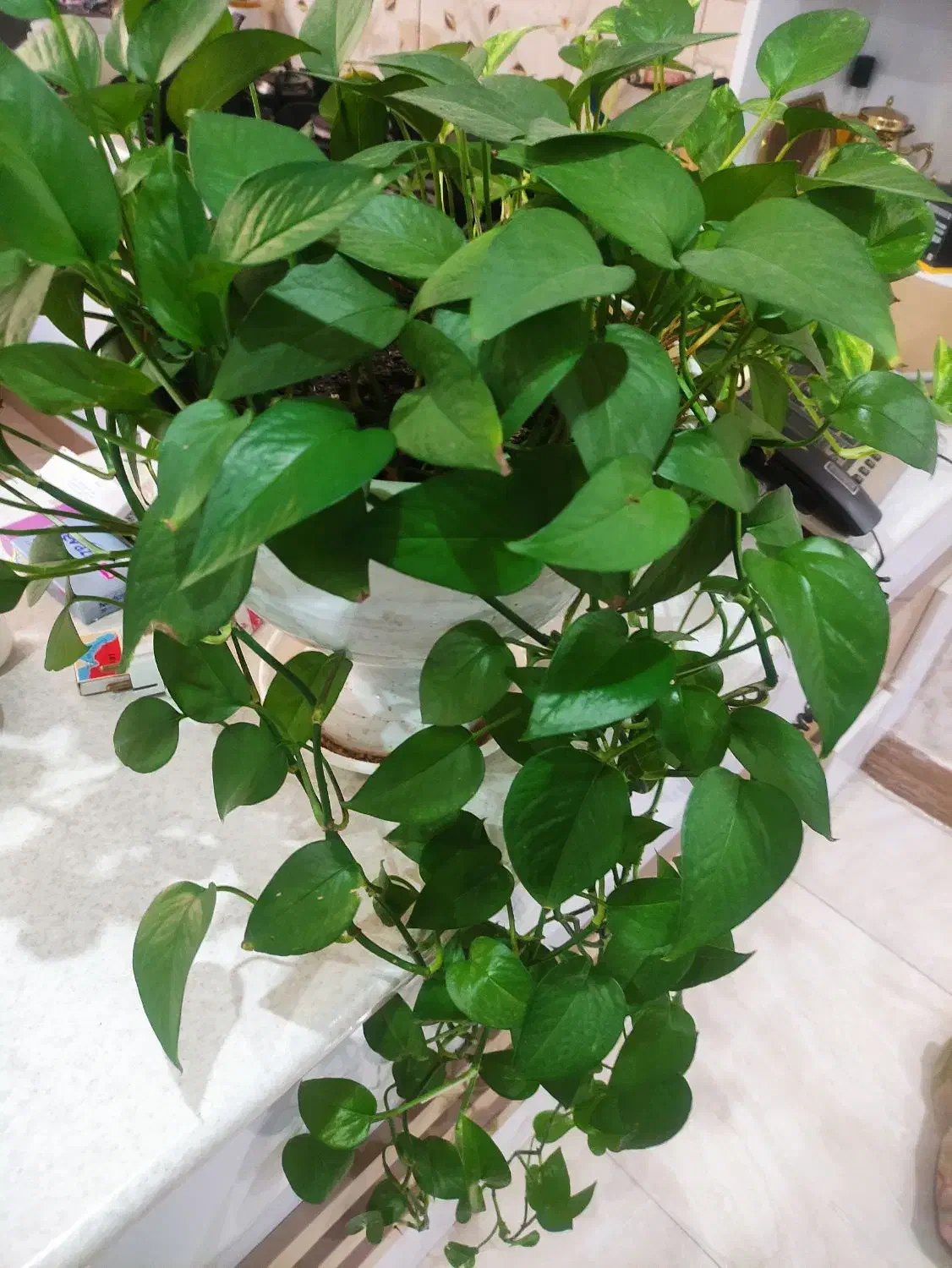 فروش گل|گل و گیاه طبیعی|سبزوار, قصبه شرقی|دیوار