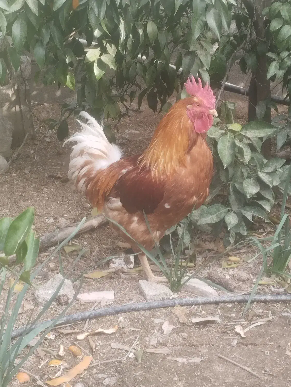 خروس|پرنده|باغ ملک, |دیوار