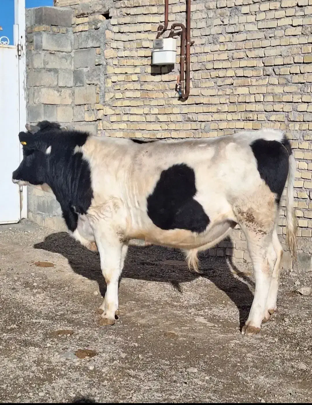 گوساله نر|حیوانات مزرعه|خنداب, |دیوار