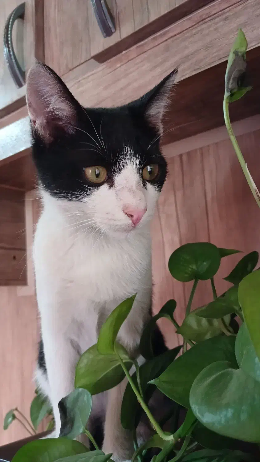 گربه واگذاری فوری|گربه|ارومیه, |دیوار