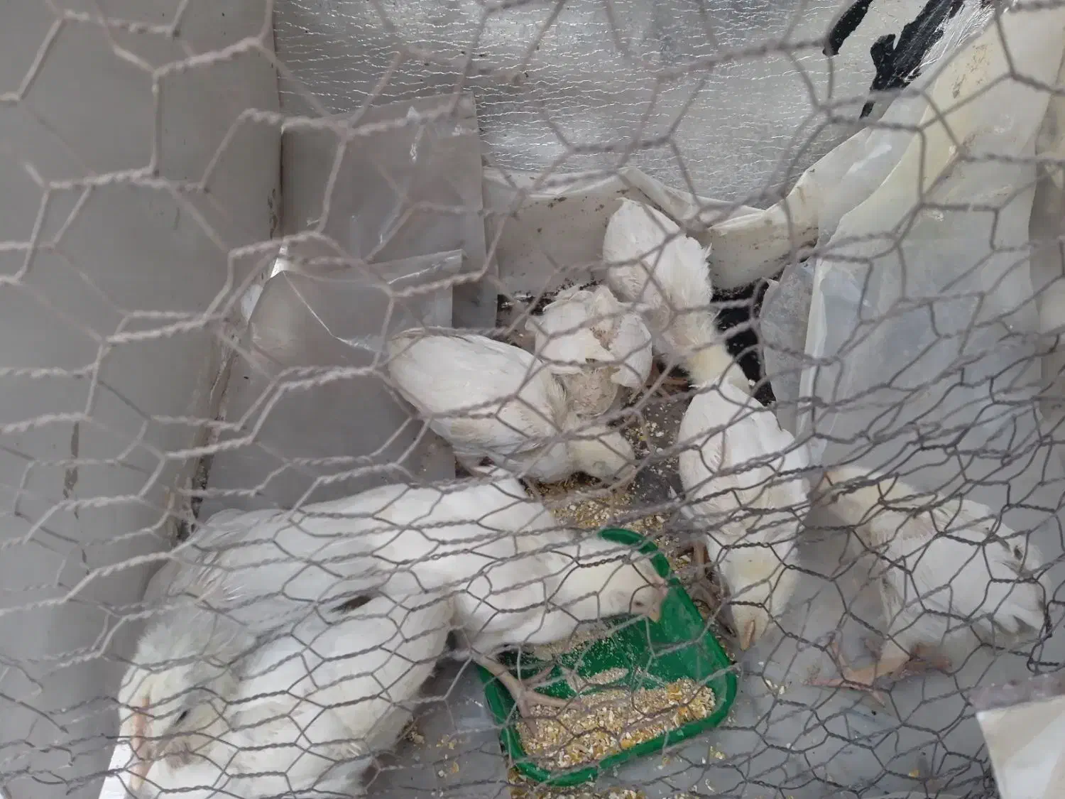 جوجه مرغ و خروس|حیوانات مزرعه|تهران, خاک سفید|دیوار