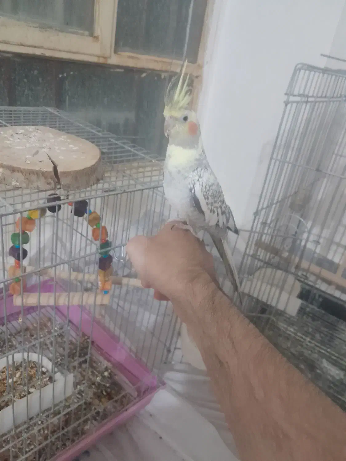 عروس هلندی|پرنده|یاسوج, |دیوار