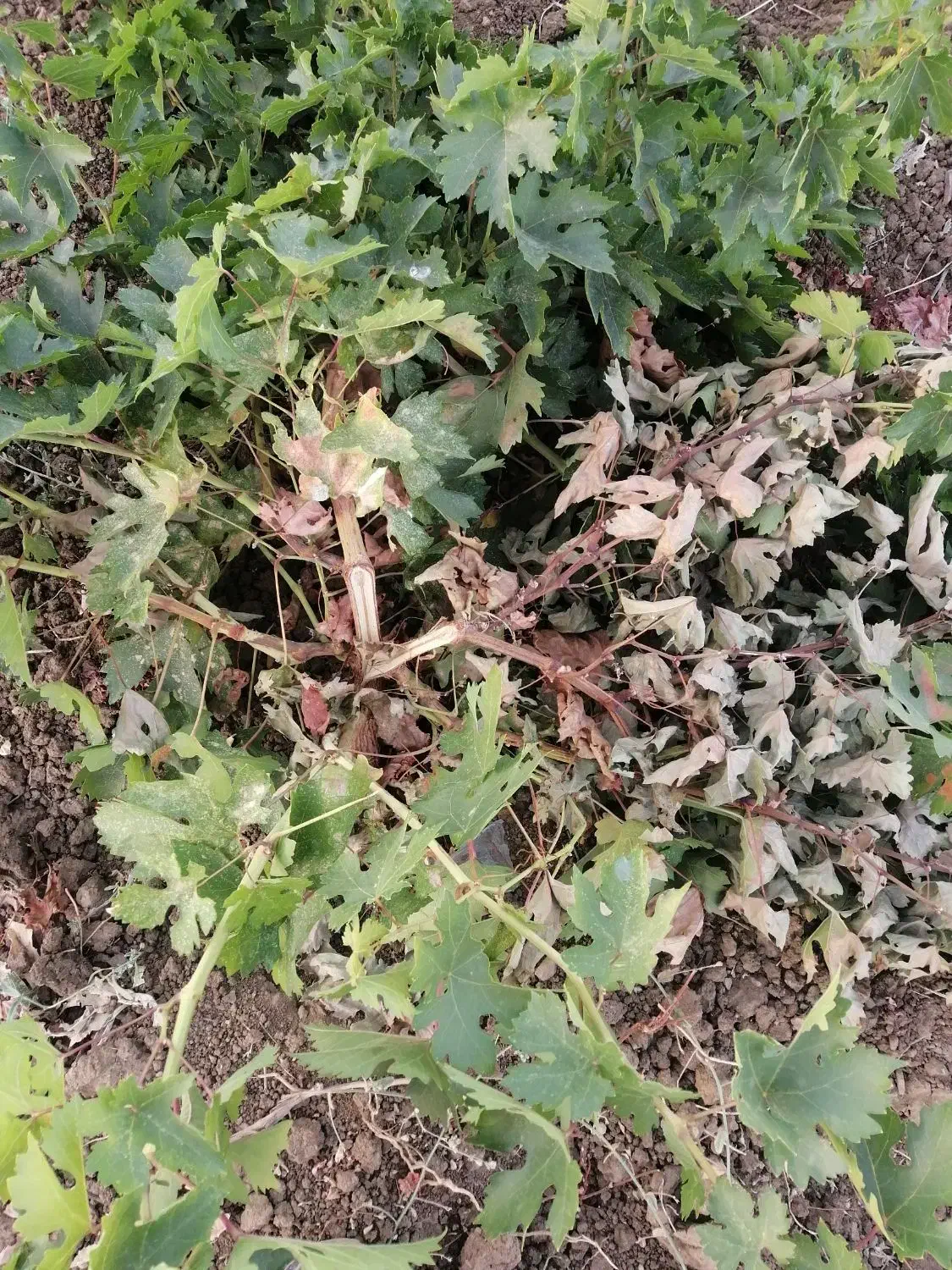 گمشده|اشیا|مریوان, |دیوار