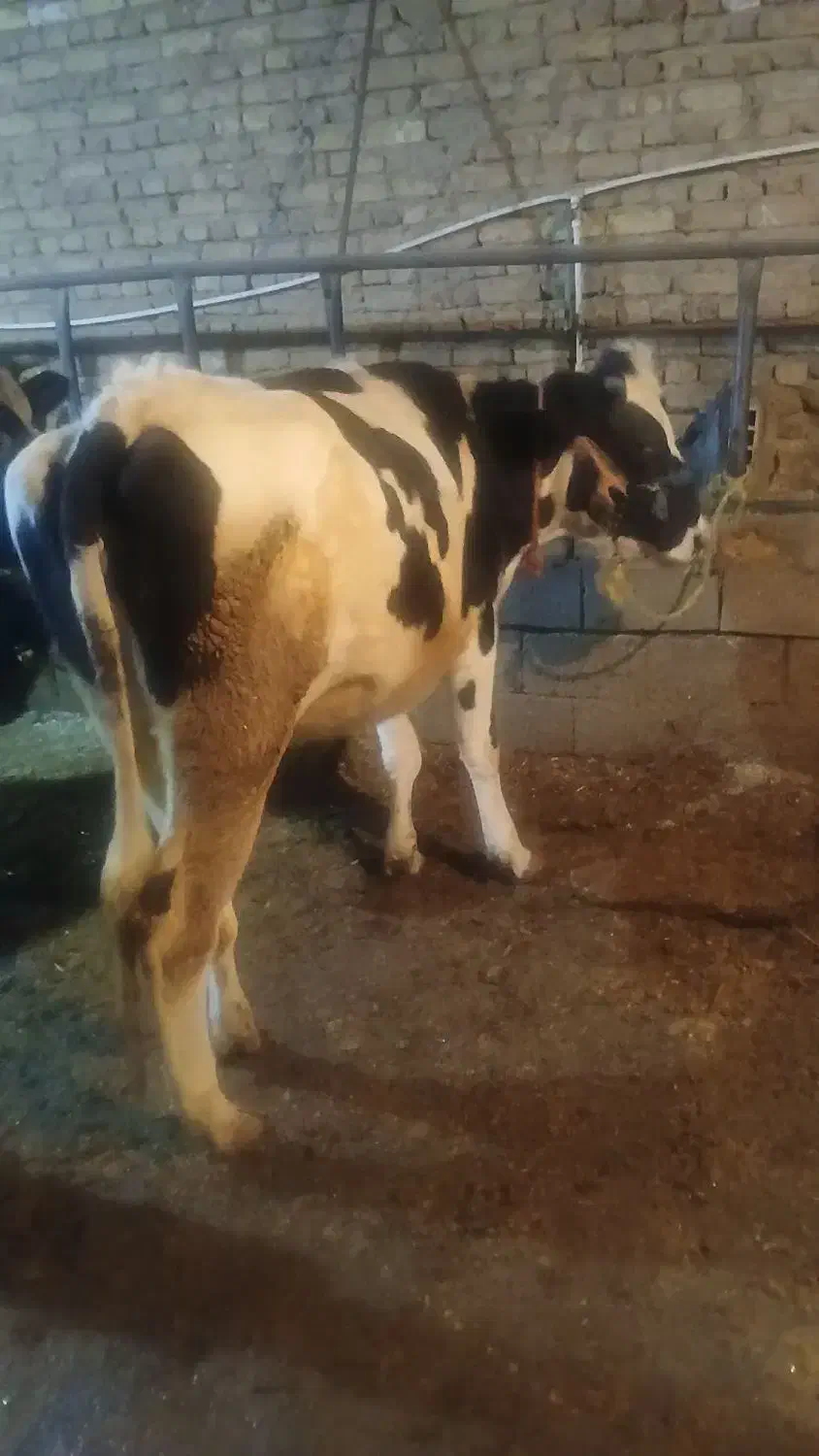 گوساله ابستن|حیوانات مزرعه|داران, |دیوار