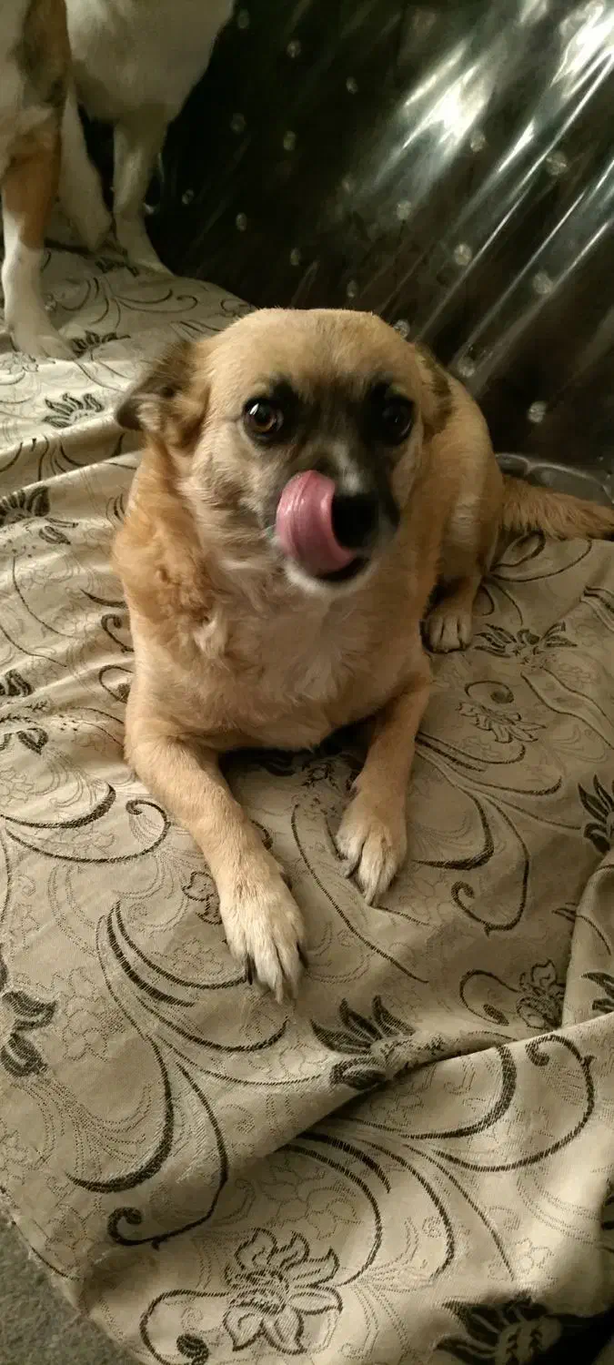 واگذاری سگ|سگ|رفسنجان, |دیوار