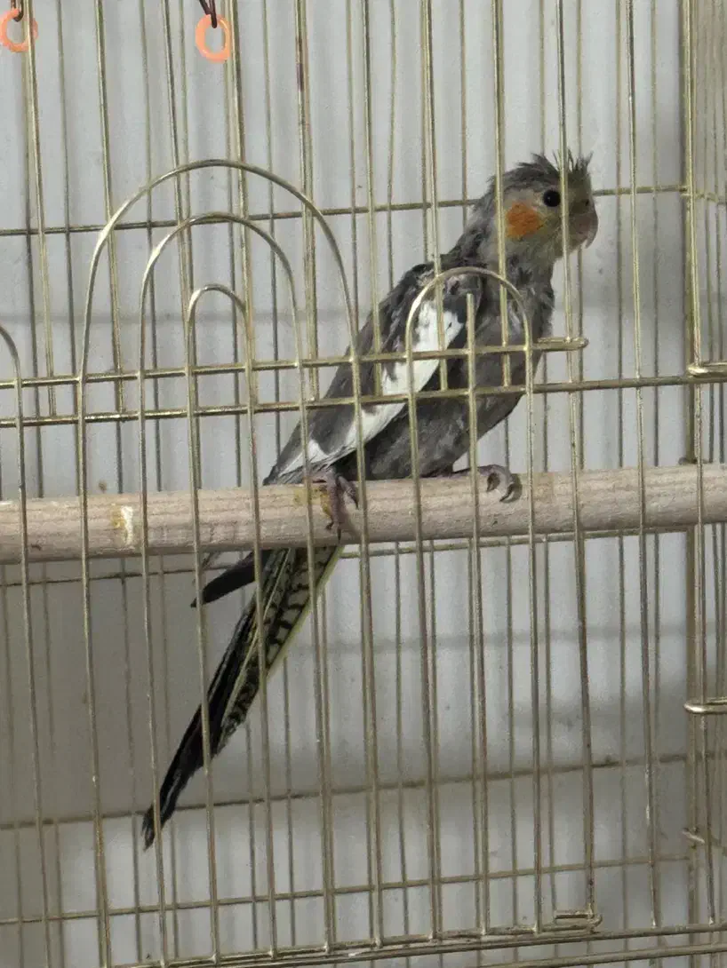 عروس هلندی|پرنده|قم, بکایی|دیوار