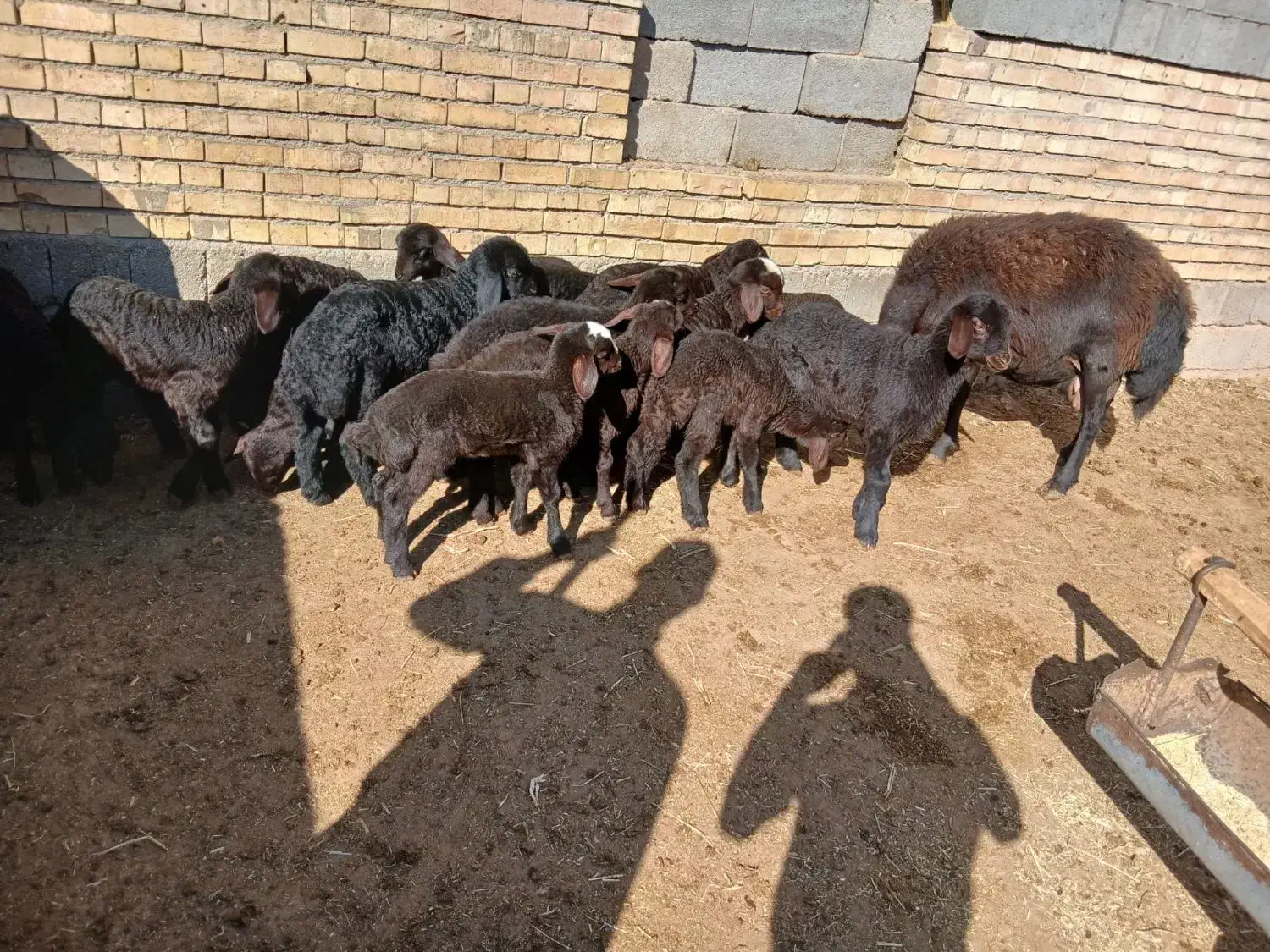 فروش گوسفند|حیوانات مزرعه|میاندوآب, |دیوار